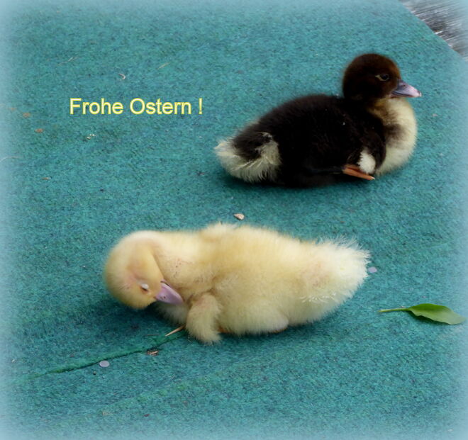 schönen Ostersonntag!