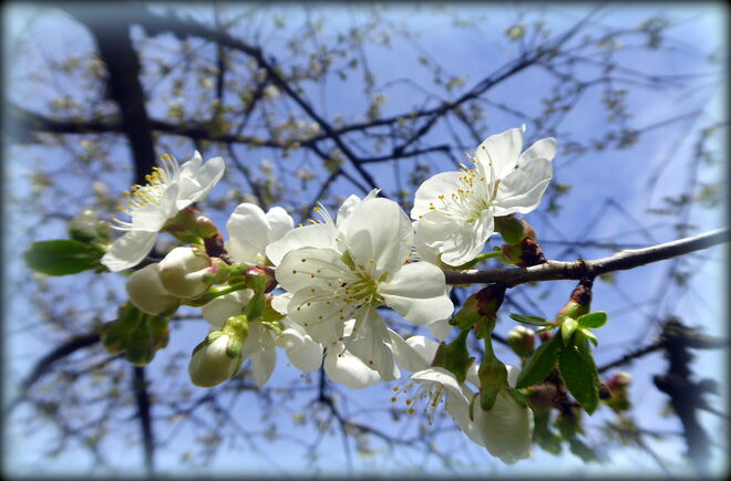 die esten Blüten beim Weichselbaum