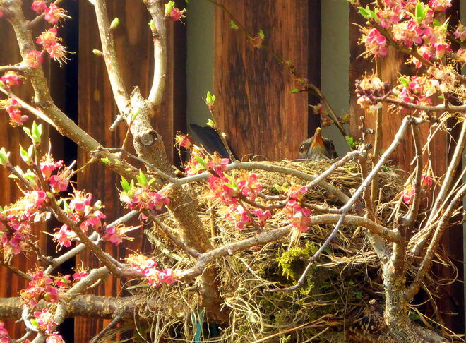 geduldig sitzt die Amsel auf den Eiern..