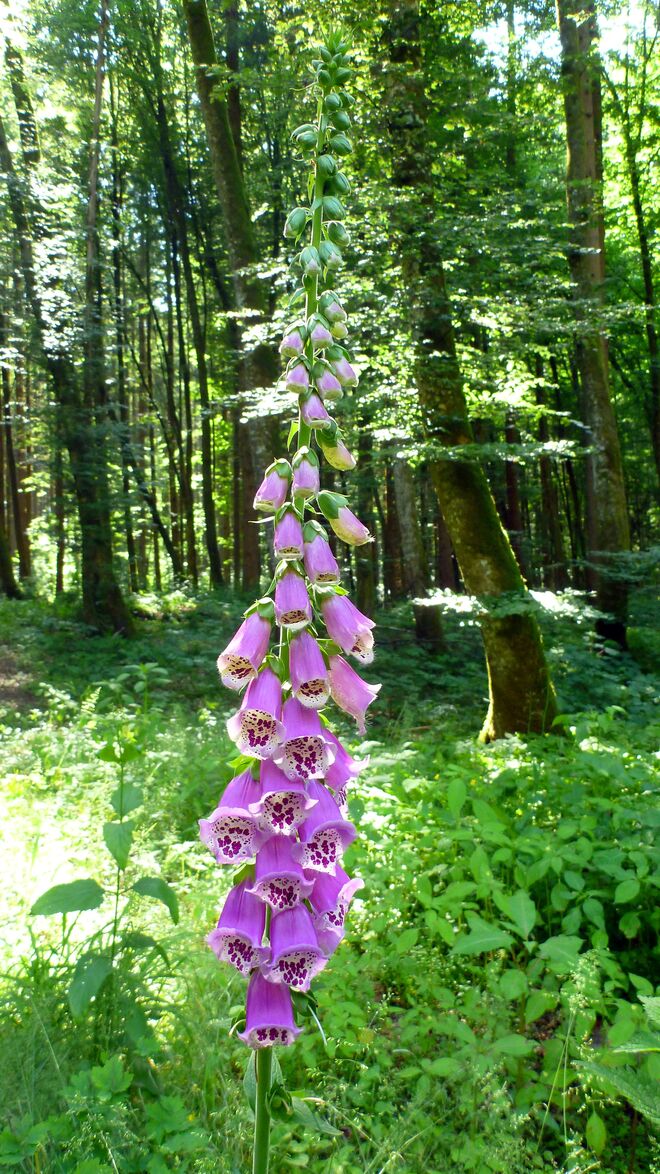Eine Wald-Schönheit