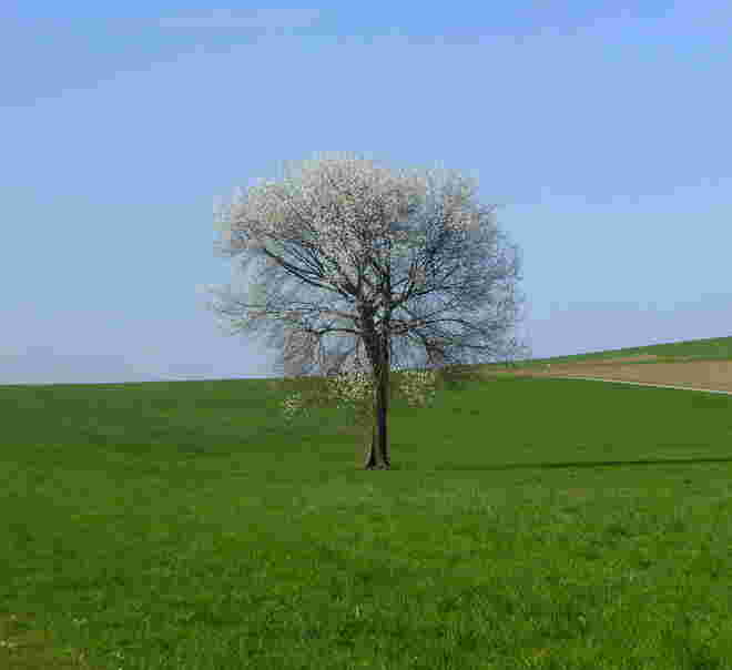 in voller Blüte..