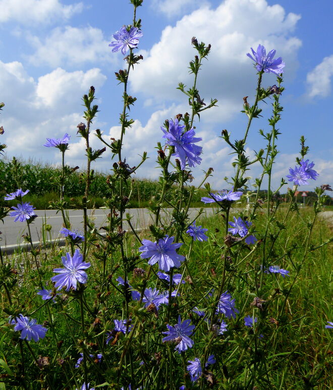 die schöne Wegwarte