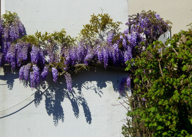 der Blauregen blüht