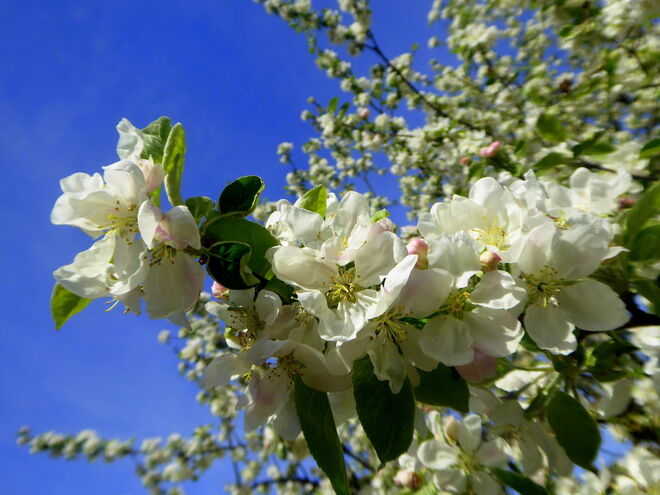 Apfelblüte