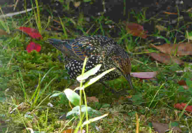Star beim Futterhaus