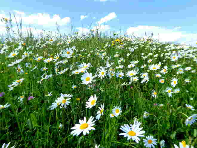 Frühlingswiese
