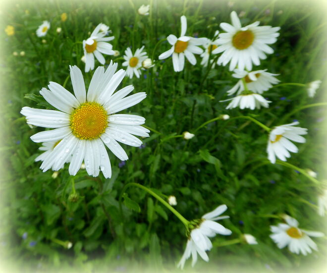 Margeriten im Regen..