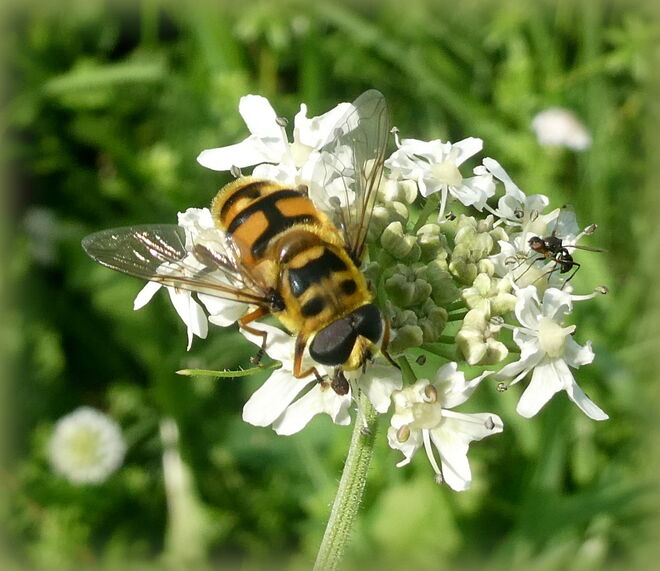 den letzten Nektar holen..