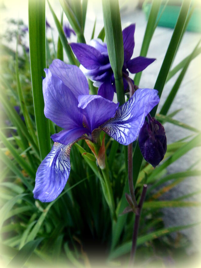 Iris