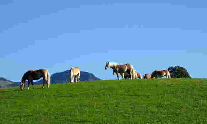 die Haflinger...