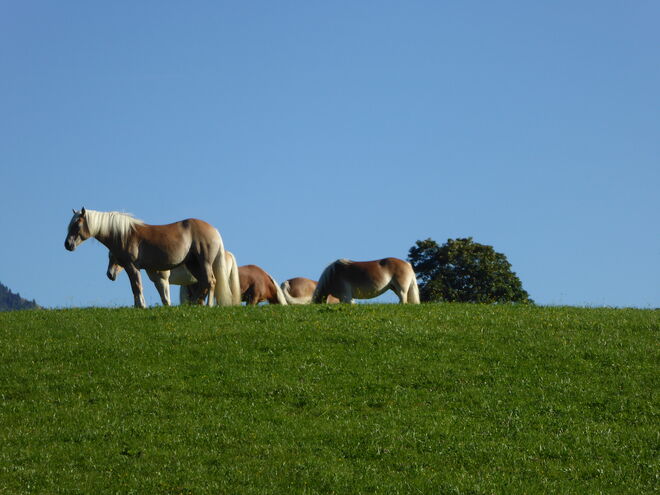 die Haflinger..