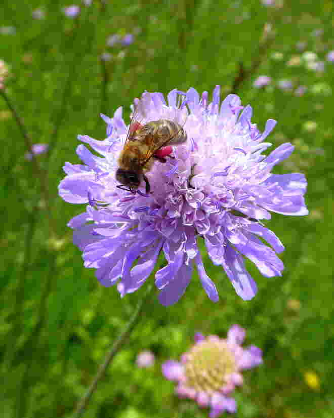 die " Witwenblume"