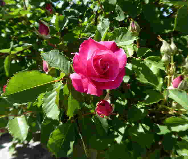 die Königin der Blumen...
