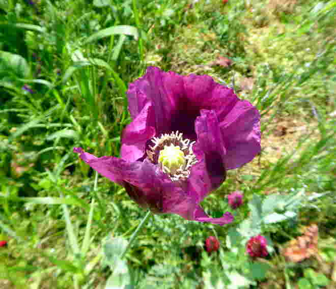 Mohnblume 