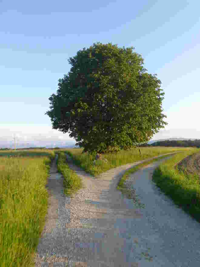 welcher Weg ist der Richtige ?