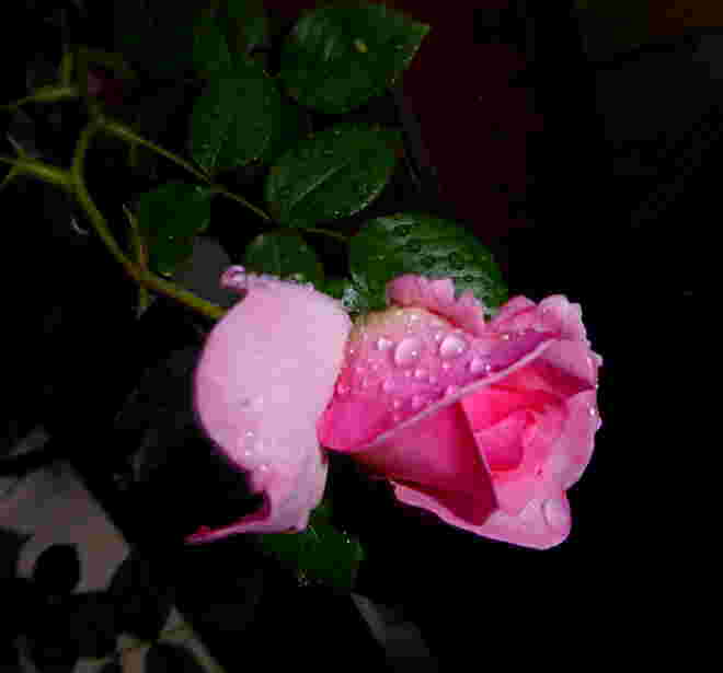 Rose im Regen