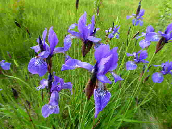 Iris im Wald..