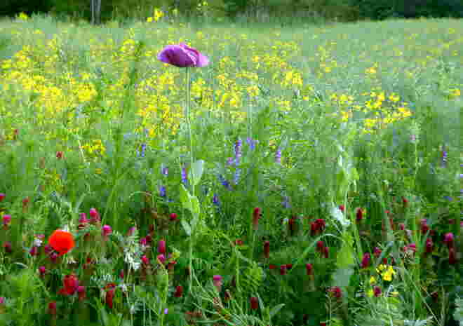 Blüten für die Bienen..