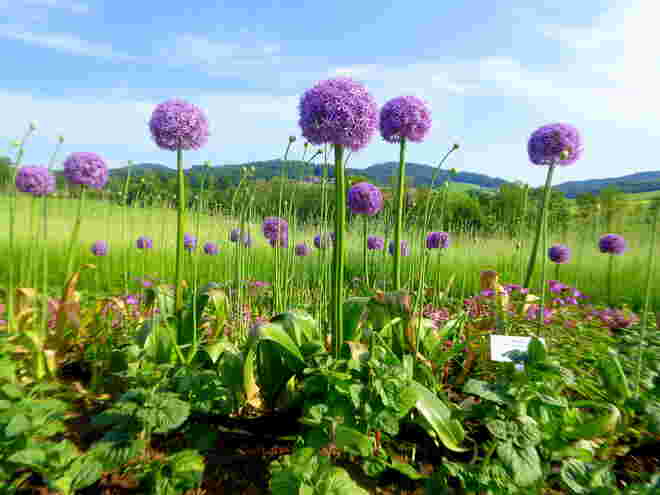 die Landesgartenschau