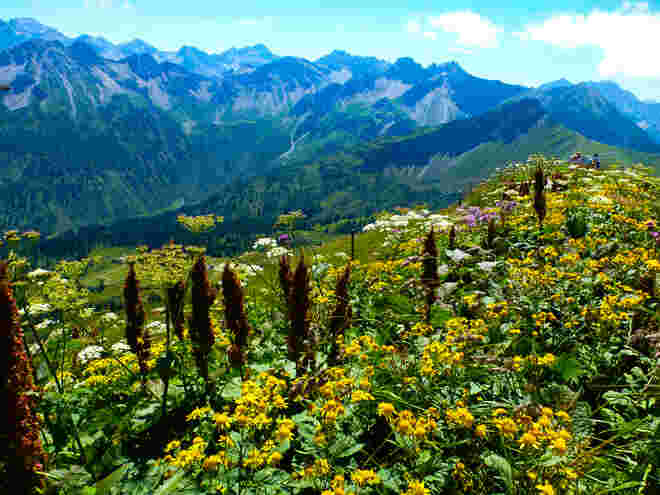 Wildblumen vor Allgäukulisse