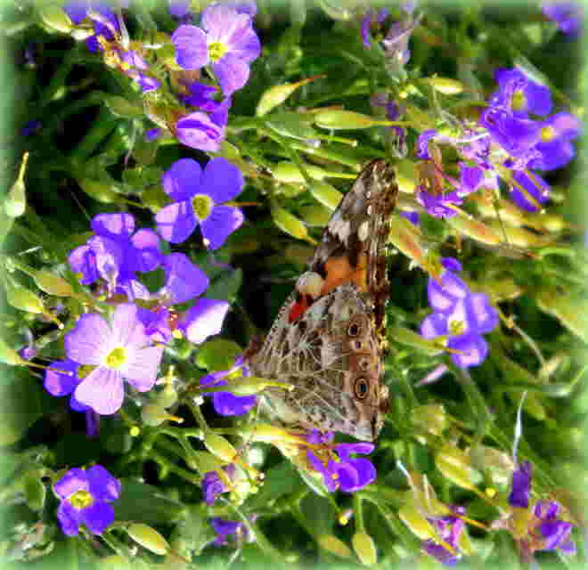 der Distelfalter