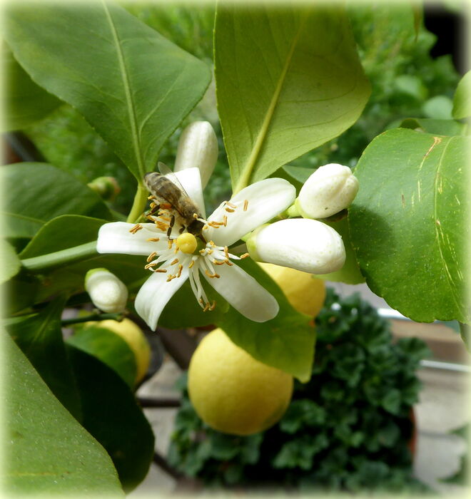 Zitronenblüte