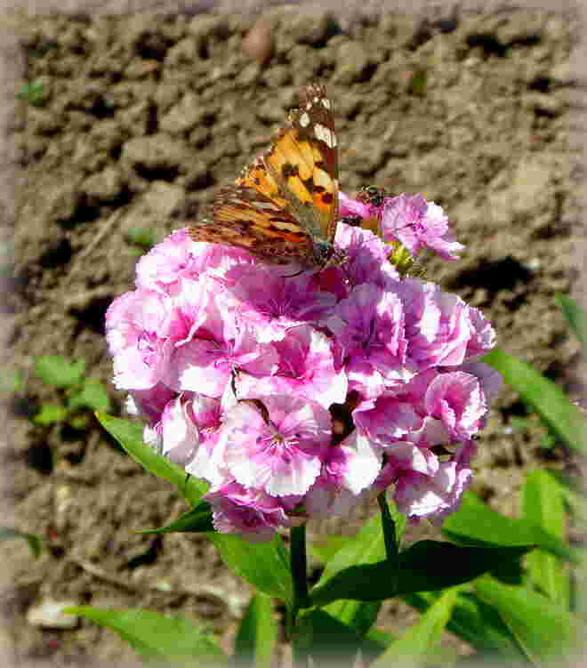 der Distelfalter..