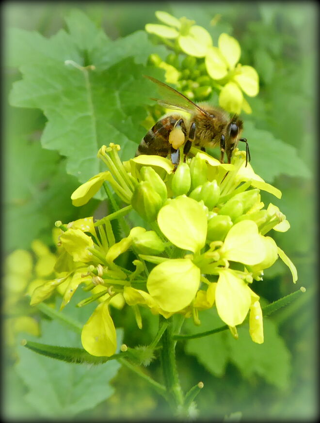 Raps- Bienenweide