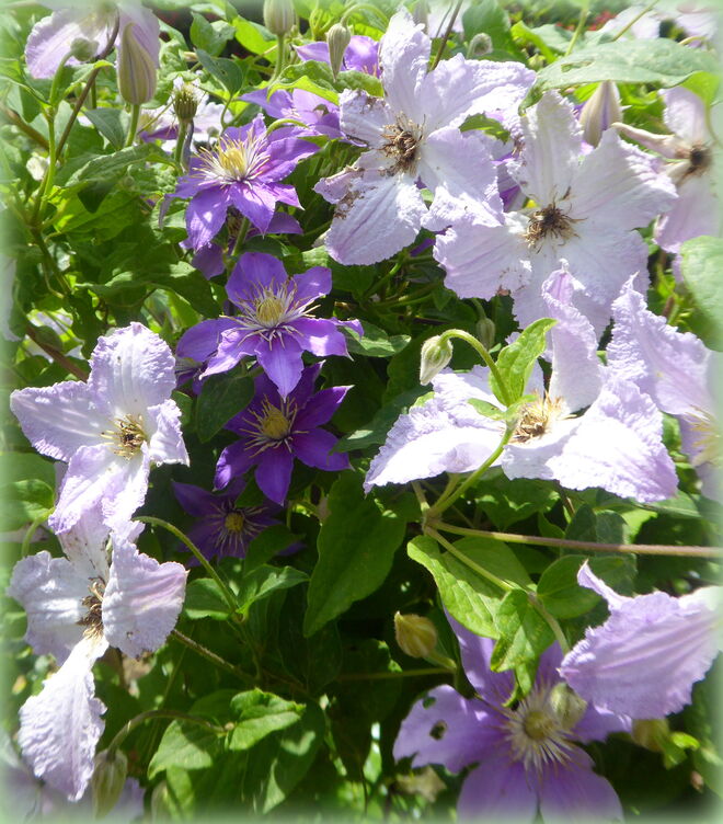 Clematis
