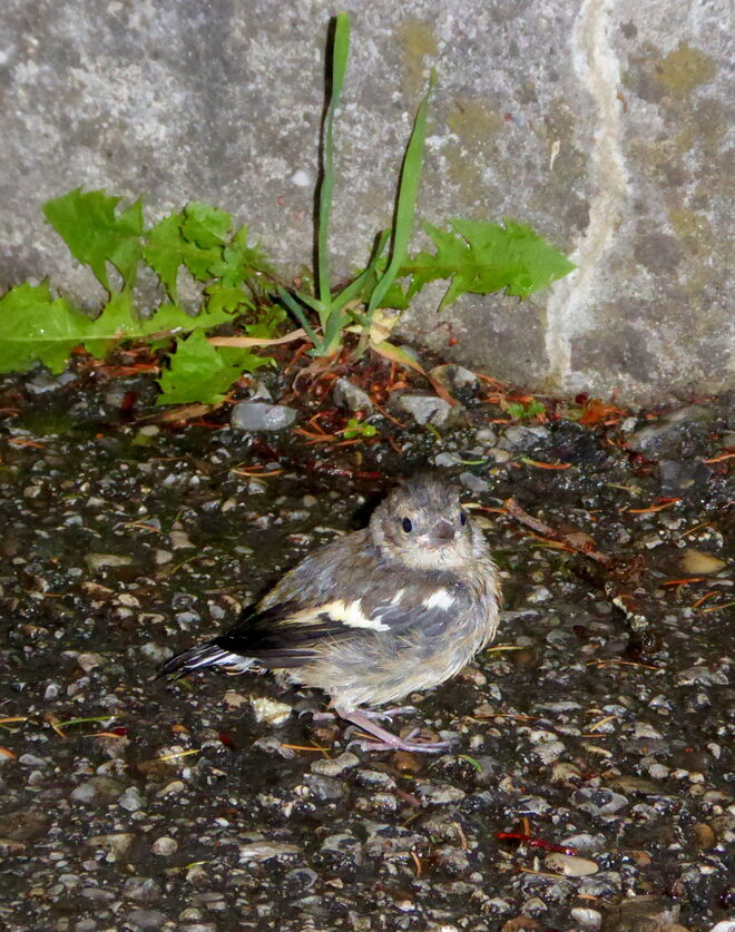 aus dem Nest gefallen...