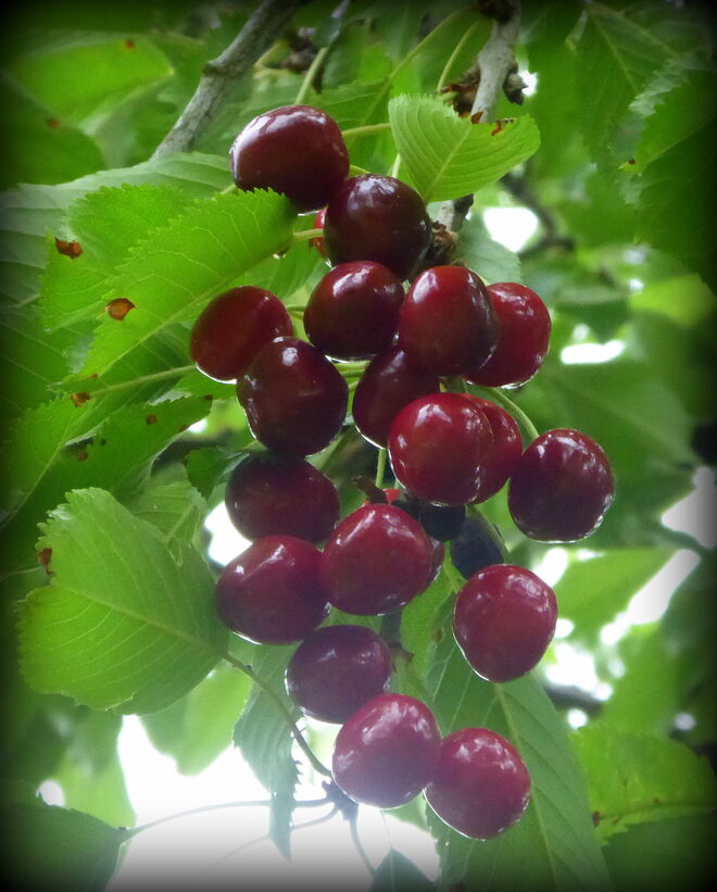 die Kirschen sind reif...