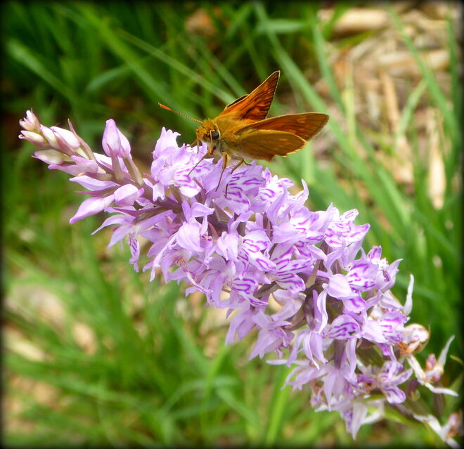 ein Dickkopffalter auf dem Knabenkraut
