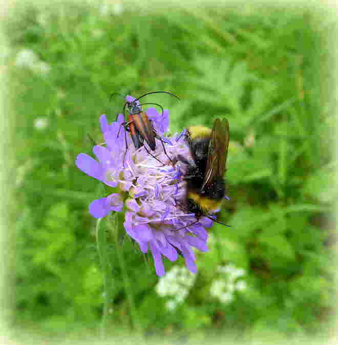 reges Treiben auf der Witwenblume