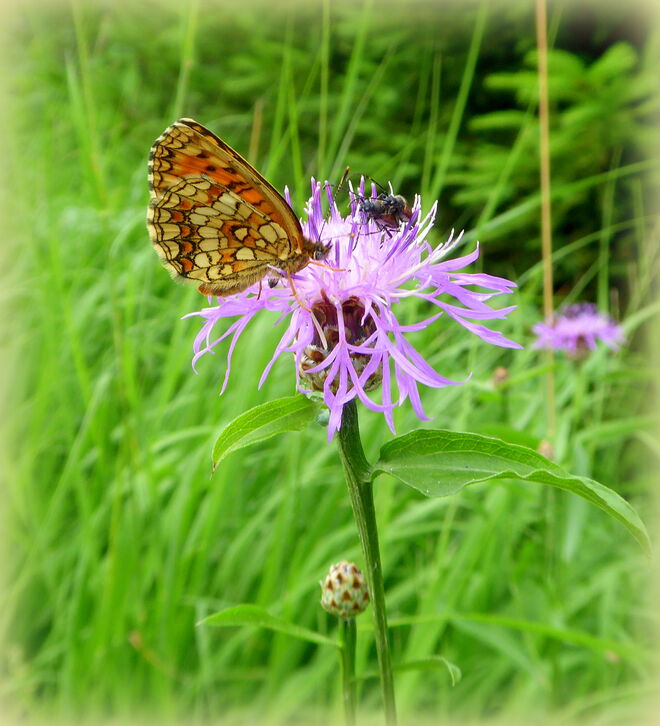 ein Wachtelweizen Scheckenfalter
