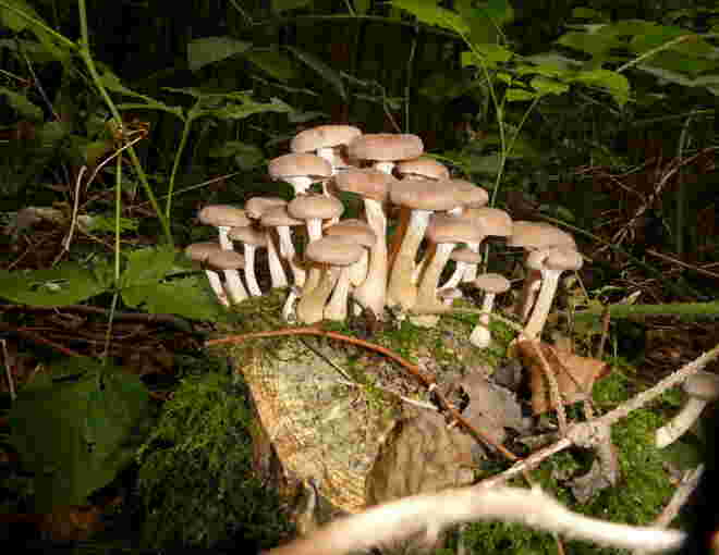 Pilze
