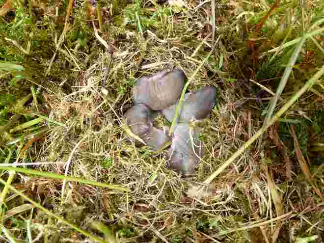 Maulwurfnest