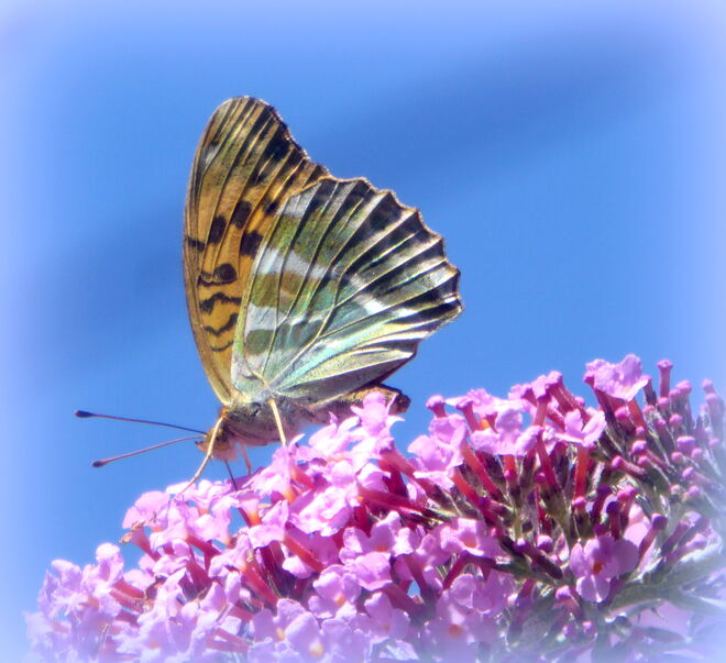 ein Perlmuttfalter..