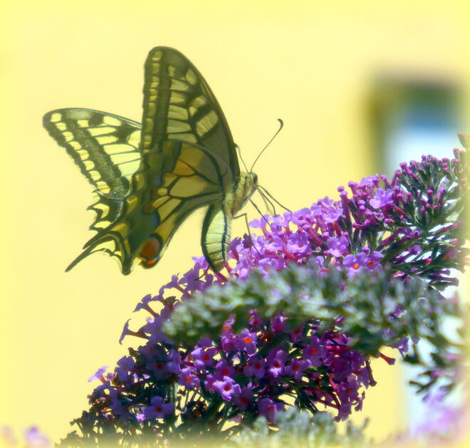 ein erfreulicher Besuch im Garten