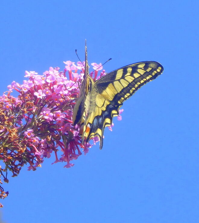 ein erfreulicher Besuch beim Sommerflieder