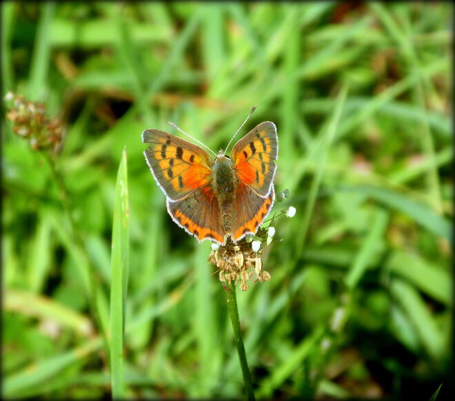der kleine Feuerfalter