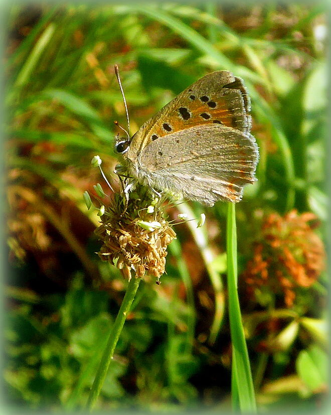 der kleine Feuerfalter