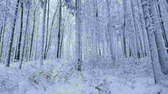 Winterwald