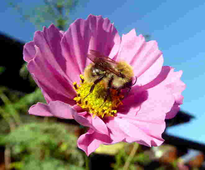 Cosmea mit Besuch