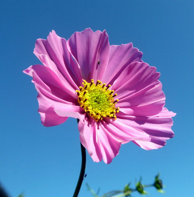 Cosmea 
