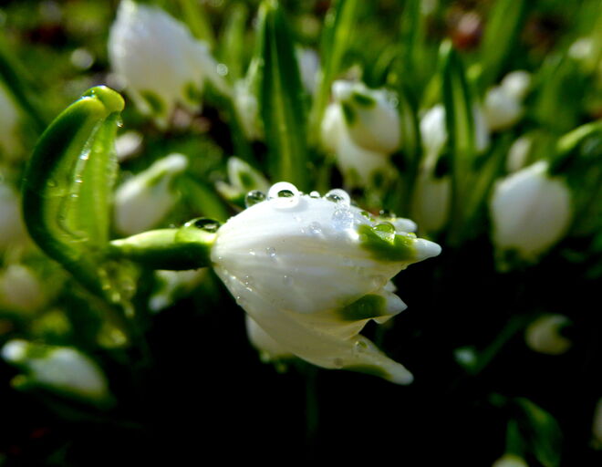 Frühlingsknotenblume im Regen
