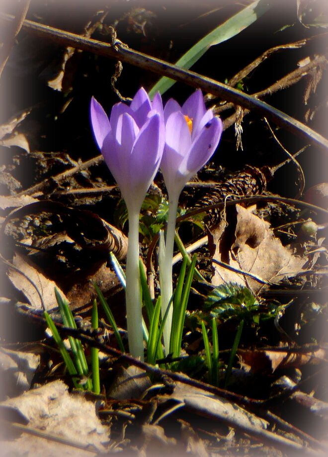 der Frühling meldet sich an...