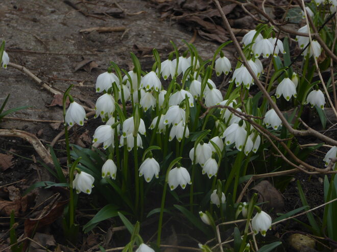 Frühlingsknotenblumen