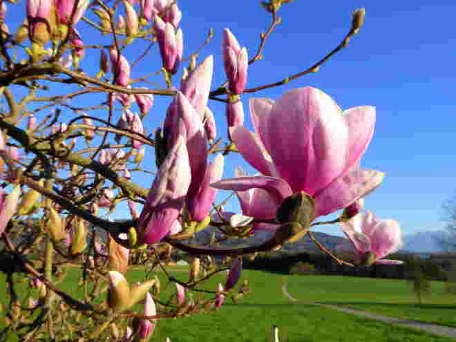 die Magnolien blühen