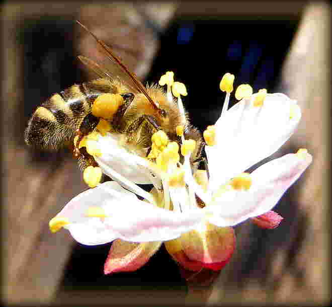 zum heutigen Bienentag..