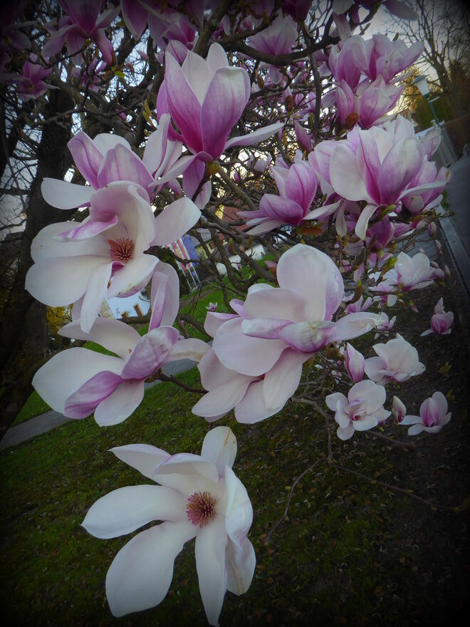 die Magnolien blühen...